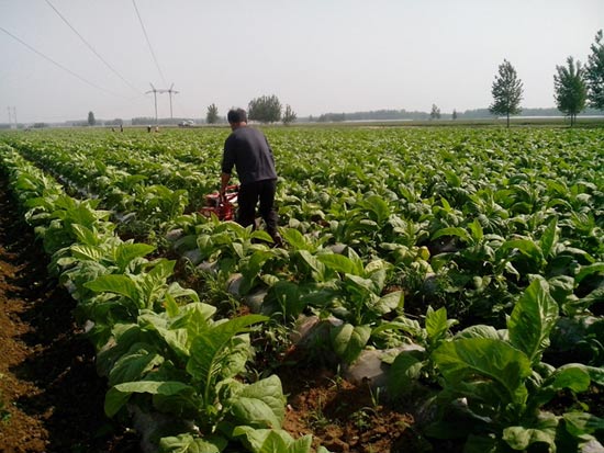 黃煙開溝培土機